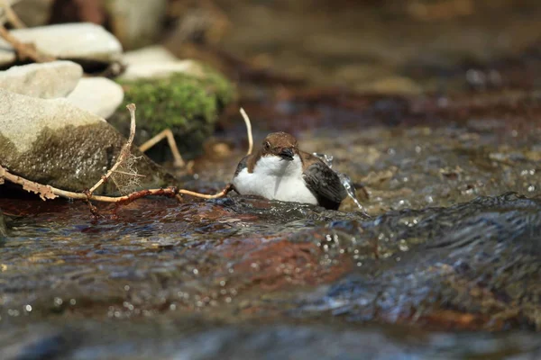 Witkeeldipper Duitsland — Stockfoto