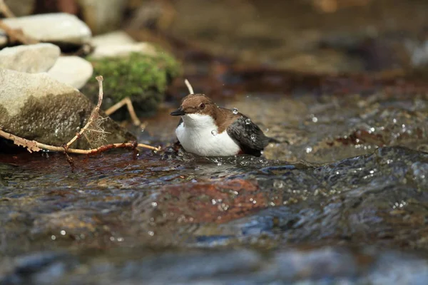 Witkeeldipper Duitsland — Stockfoto