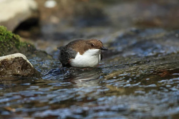 Weißkehlchendipper Deutschland — Stockfoto