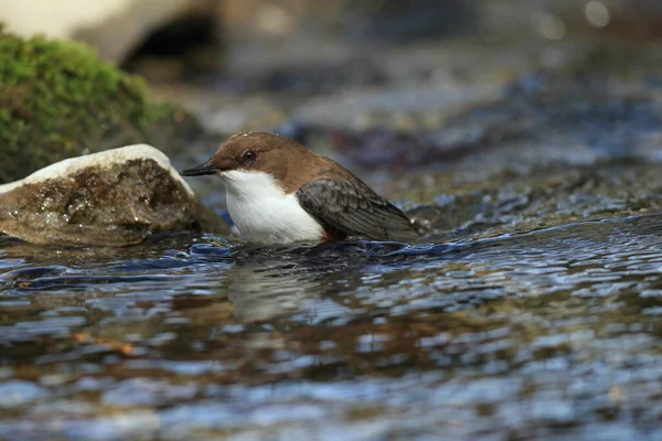 Witkeeldipper Duitsland — Stockfoto