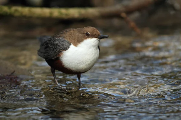 Weißkehlchendipper Deutschland — Stockfoto