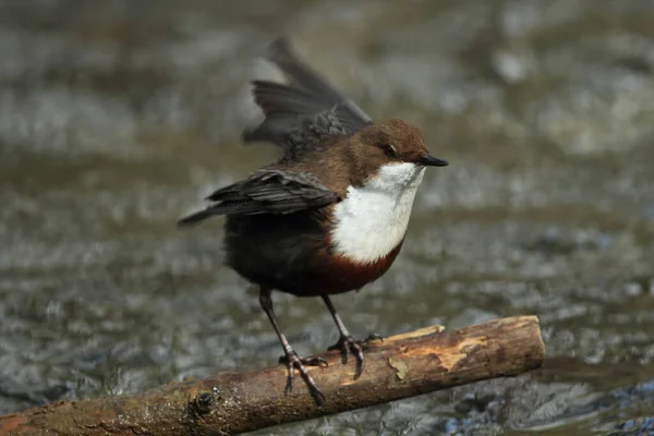 Weißkehlchendipper Deutschland — Stockfoto