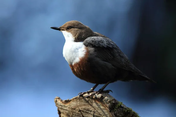 Weißkehlchendipper Deutschland — Stockfoto