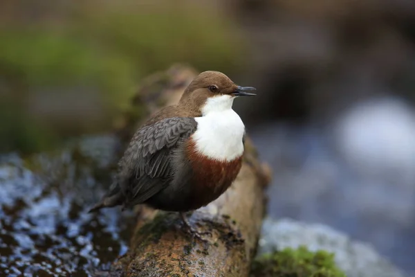 Weißkehlchendipper Deutschland — Stockfoto