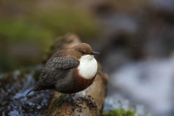 Weißkehlchendipper Deutschland — Stockfoto