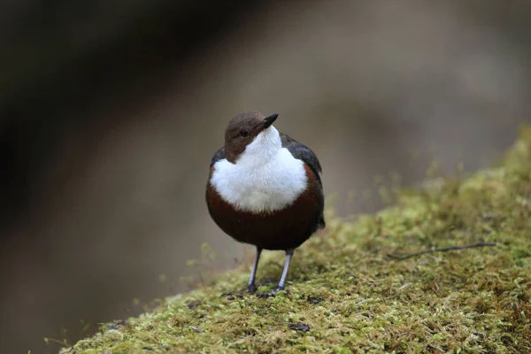 Weißkehlchendipper Deutschland — Stockfoto