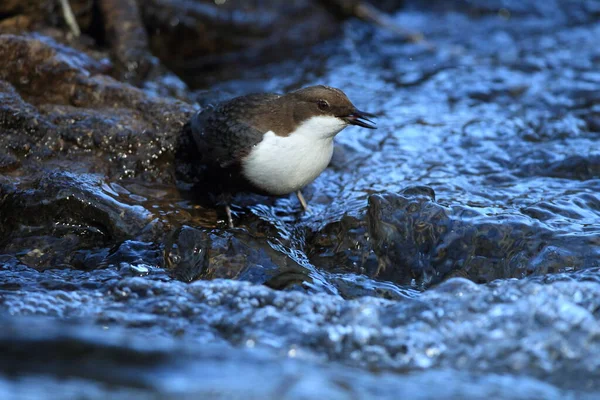 Weißkehlchendipper Deutschland — Stockfoto