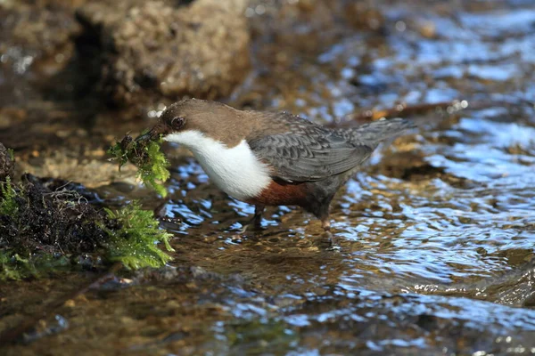 Witkeeldipper Duitsland — Stockfoto