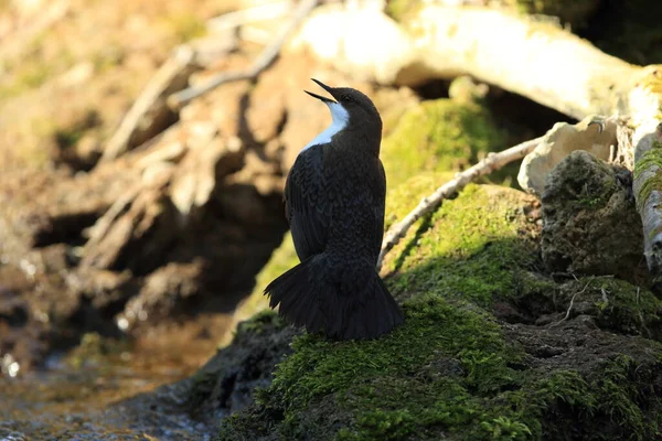 Dipper Garganta Blanca Alemania — Foto de Stock