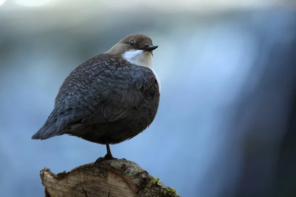 Witkeeldipper Duitsland — Stockfoto