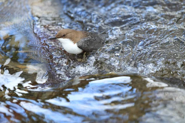 Pingente Garganta Branca Alemanha — Fotografia de Stock