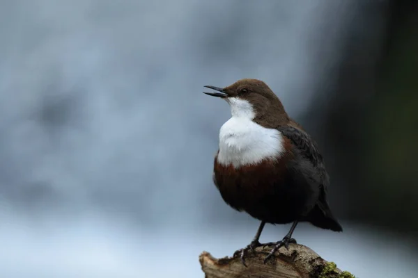 Vit Throated Dipper Tyska — Stockfoto