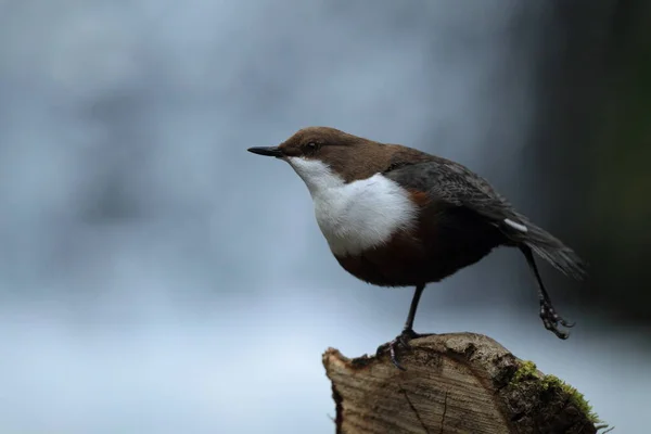 Weißkehlchendipper Deutschland — Stockfoto