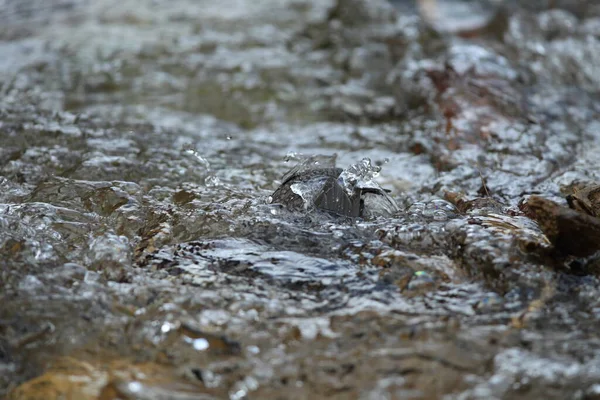 Pingente Garganta Branca Alemanha — Fotografia de Stock