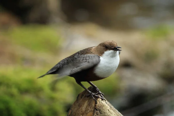 White Throated Dipper Germany — Stock Photo, Image