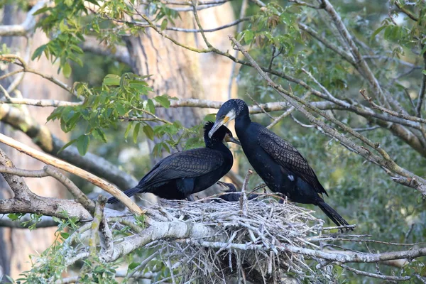 Great Cormorant Phalacrocorax Carbo Colony Baden Wuerttemberg Germany — Stock Photo, Image