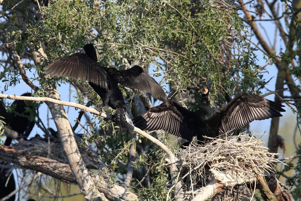 偉大な鵜 Phalacrocorax Carbo コロニー バーデン ヴュルテンベルク州 ドイツ — ストック写真