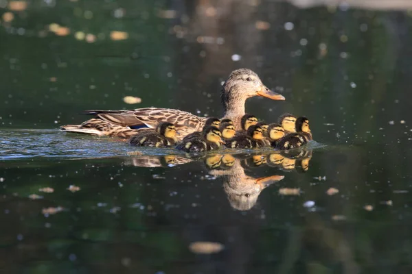 Pato Mallard Com Seus Patinhos — Fotografia de Stock