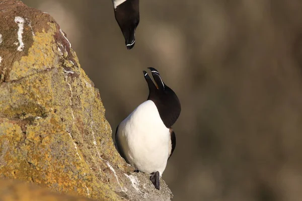 Razorbill Alca Torda 冰岛Latrabjarg — 图库照片