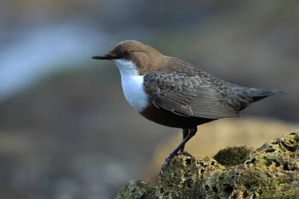 Weißkehlchendipper Deutschland — Stockfoto