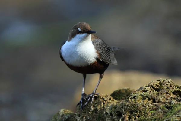 Weißkehlchendipper Deutschland — Stockfoto