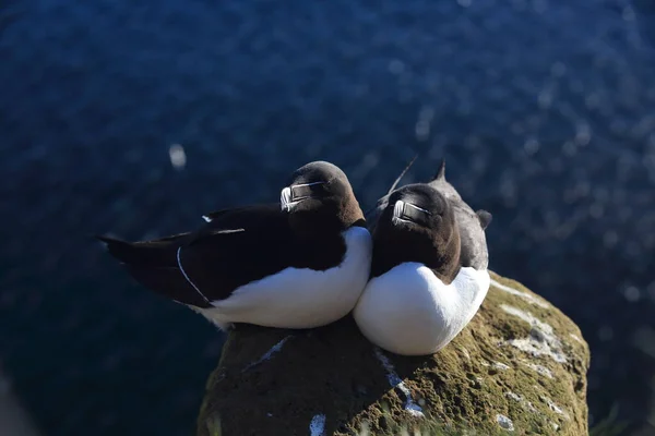 Razorbill Alca Torda Islândia Latrabjarg — Fotografia de Stock