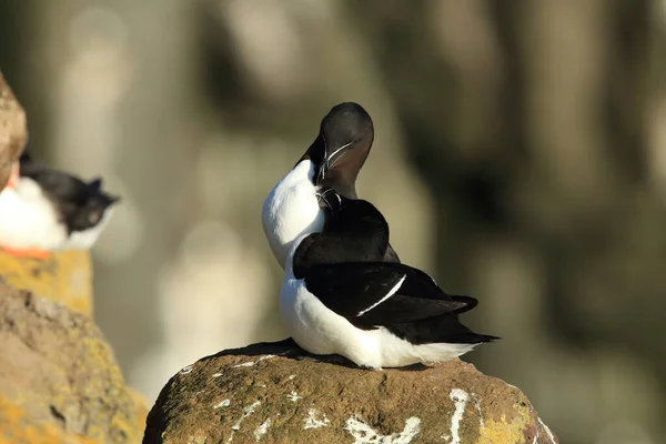 Razorbill Alca Torda Islândia Latrabjarg — Fotografia de Stock