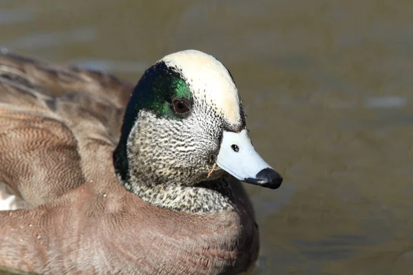 American Wigeon Socorro Nouveau Mexique — Photo