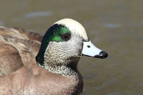 Amerikaanse Vrouw Socorro New Mexico — Stockfoto