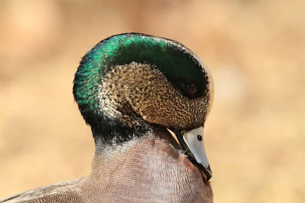 American Wigeon Socorro Nuovo Messico — Foto Stock