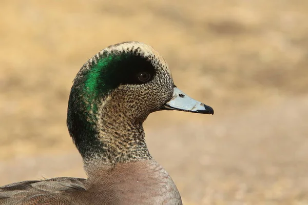 American Wigeon Socorro New Mexico — Stock Photo, Image