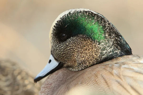 American Wigeon Socorro New Mexico — Stock Photo, Image