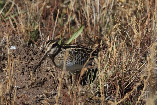 Common Snipe Gallinago Gallinago New Mexico Usa — Stock Photo, Image