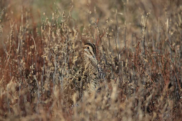 Yaygın Çulluk Gallinago Gallinago New Mexico Usa — Stok fotoğraf