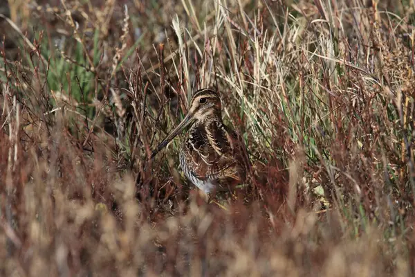 Common Snipe Gallinago Gallinago New Mexico Usa — Stock Photo, Image