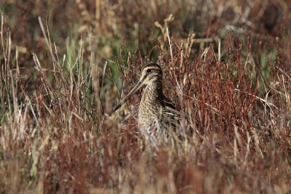 一般的なスニープ Gallinago Galinago New Mexico Usa — ストック写真