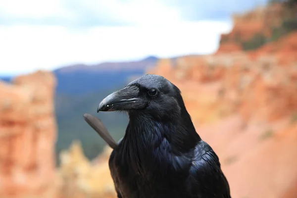 Raven Bryce Canyon Utah Usa — 图库照片