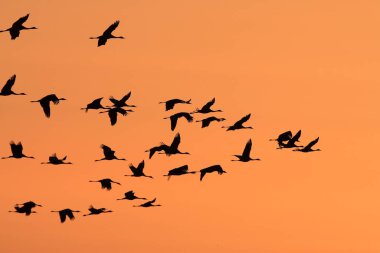 Silhouettes of Cranes( Grus Grus) at Sunset,  Baltic Sea, Germany  clipart