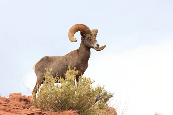 Bighorn Schapen Vallei Van Vuur Nevada — Stockfoto