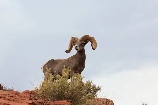 Bighorn Schapen Vallei Van Vuur Nevada — Stockfoto