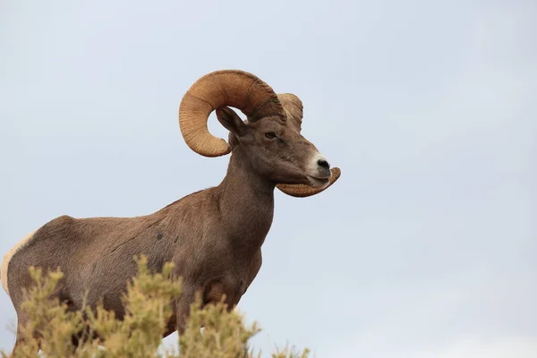 Bighorn Schapen Vallei Van Vuur Nevada — Stockfoto