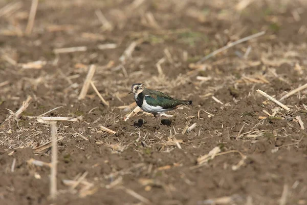 Noordse Kievit Vanellus Vanellus Foerageert Duitsland — Stockfoto