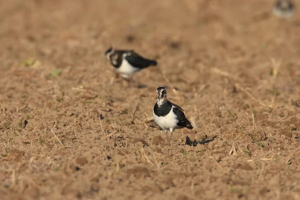 Noordse Kievit Vanellus Vanellus Foerageert Duitsland — Stockfoto