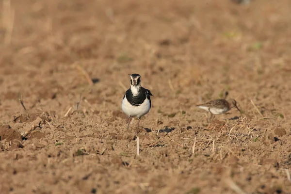 Northern Lapwing Vanellus Vanellus Forrageando Alemanha — Fotografia de Stock