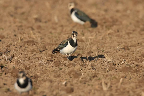 Northern Lapwing Vanellus Vanellus Foraging Germany — Stock Photo, Image