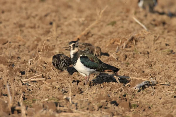 Noordse Kievit Vanellus Vanellus Foerageert Duitsland — Stockfoto