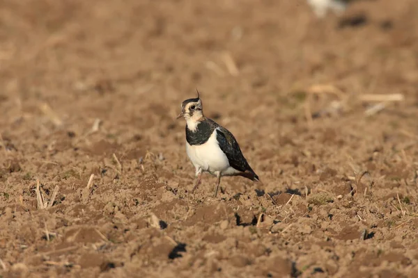 Kiebitz Vanellus Vanellus Auf Nahrungssuche Deutschland — Stockfoto