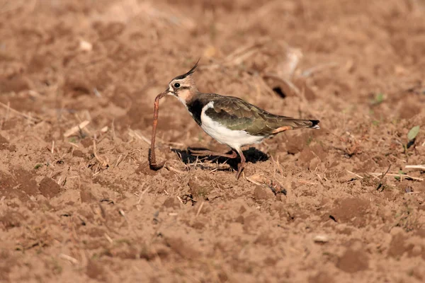 Northern Lapwing Vanellus Vanellus Forrageando Alemanha — Fotografia de Stock