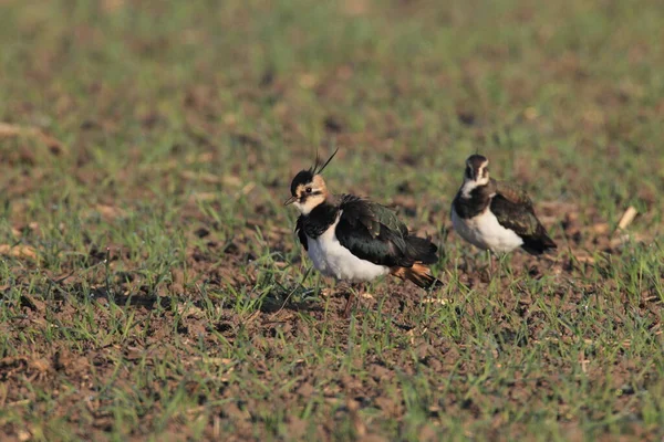 Kuzey Lapwing Vanellus Vanellus Almanya Arıyor — Stok fotoğraf