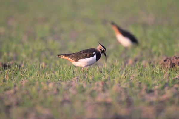 Northern Lapwing Vanellus Vanellus Foraging Germany — Stock Photo, Image